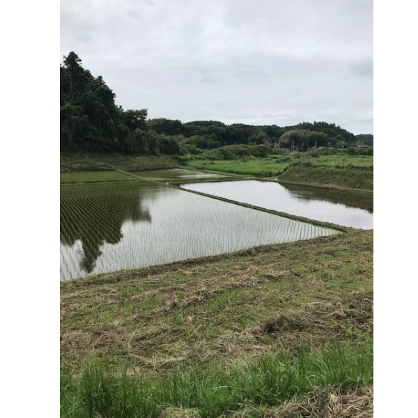 【お米】IOB 青森産 (令和7年度産)新岡さんの玄米 約4.6k