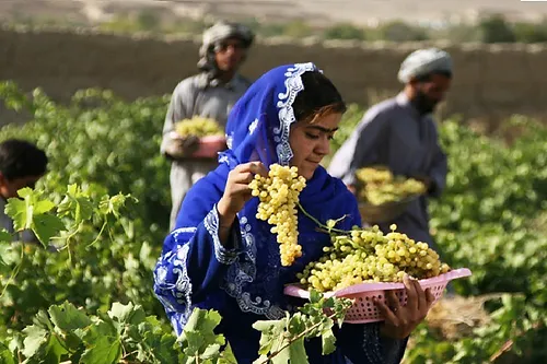 アフガンサフラン アフガニスタン産「レーズンミックス」100g