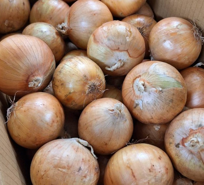 川俣さんの有機玉ねぎ約600g 有機認証・許容農薬ゼロ (北海道)オニオンファームカワマタ