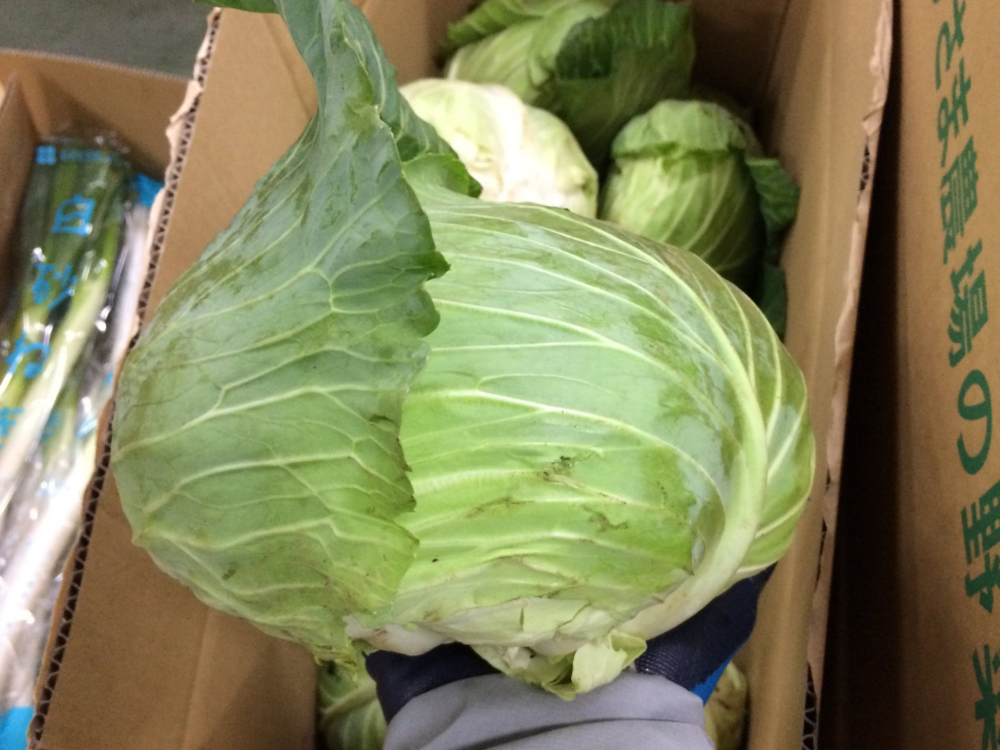 おかげさまのキャベツ 1個 無農薬・無化学肥料 おかげさま農場(千葉県成田市)