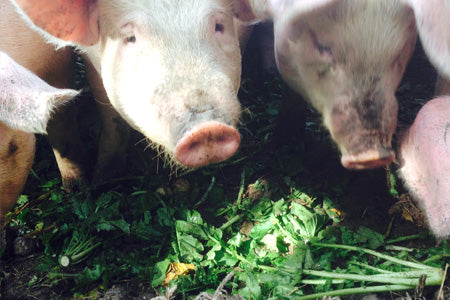 安曇野放牧豚 豚肉 とんかつセット約400g【月曜発送限定】