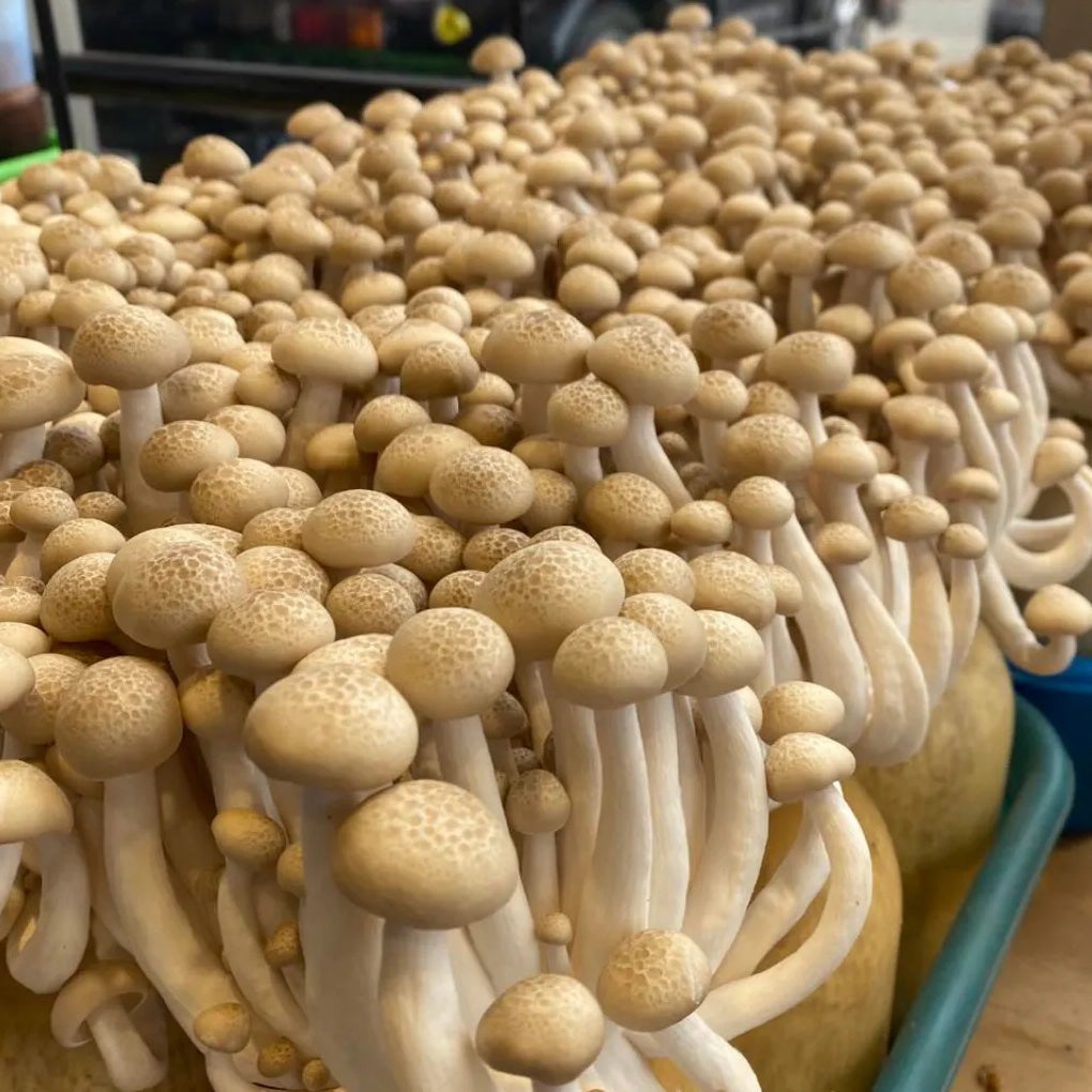 信州のぶなしめじ 200gP 農薬、化学肥料ゼロ (長野県)エムプランテイション