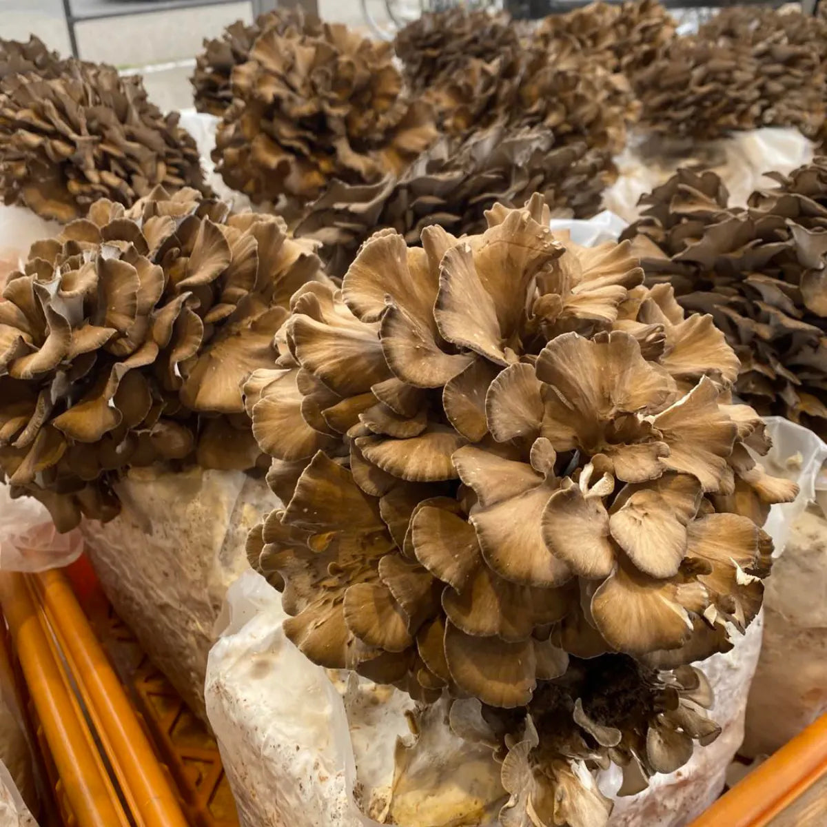 信州のまいたけ 150gP 農薬、化学肥料ゼロ(長野県)エムプランテイション