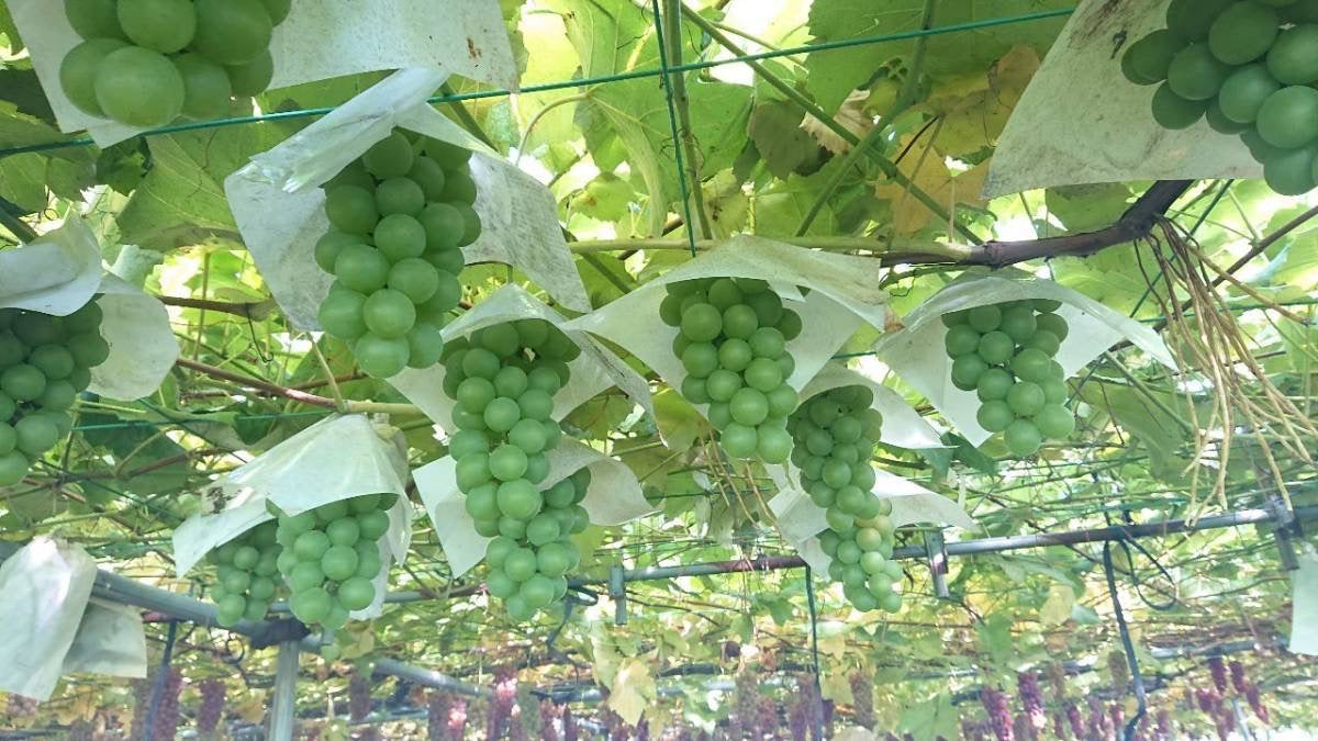 山形産 自然農法シャインマスカット2〜4房(約1k) ※種あり