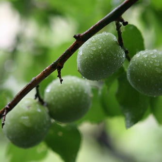 ume)【限定】無農薬・自然栽培の南高梅 木なり完熟で収穫した梅 1kg「てらがき農園」限定20k