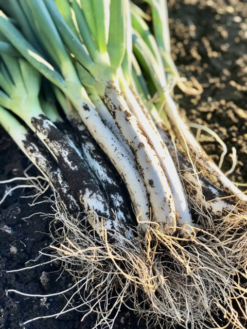 【2026お正月】茨城県産の有機泥ネギ ※12/28日~30日 お届け限定