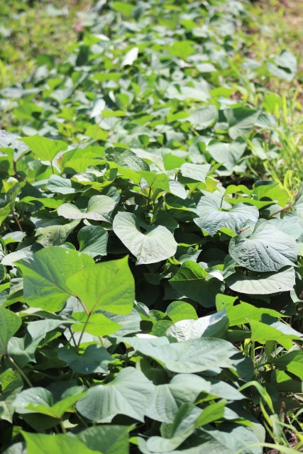 千葉の有機さつま芋(べにはるか)約400g(細め2~4本) 有機認証・許容農薬ゼロ(千葉県)シェアガーデン