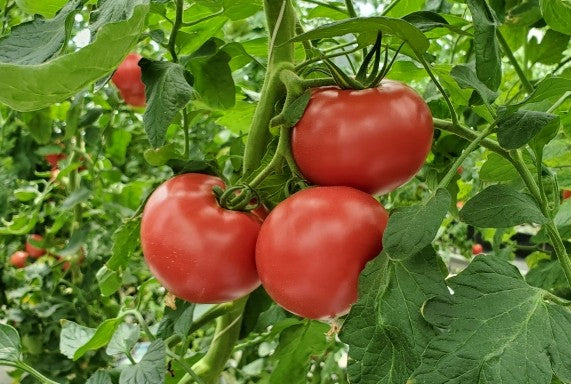 MKファーム 徳島産大玉トマト「かれん」無農薬・無化学肥料 約600g