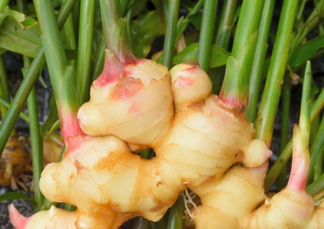 雲仙の自然栽培新しょうが 100gP 無農薬・無化学肥料(長崎県)紅葉倶楽部