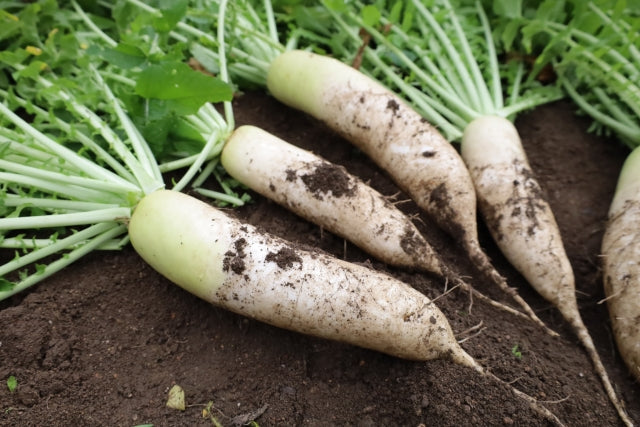 北海道の大根(葉切・土付) バラ1本 農薬・化学肥料ゼロ (北海道)