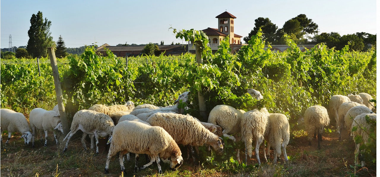 大人が楽しむチョコレートセットB