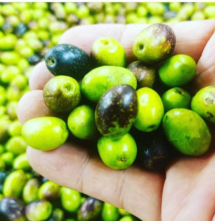 広島県大崎上島の有機オリーブオイル 100g 🌿無ろ過