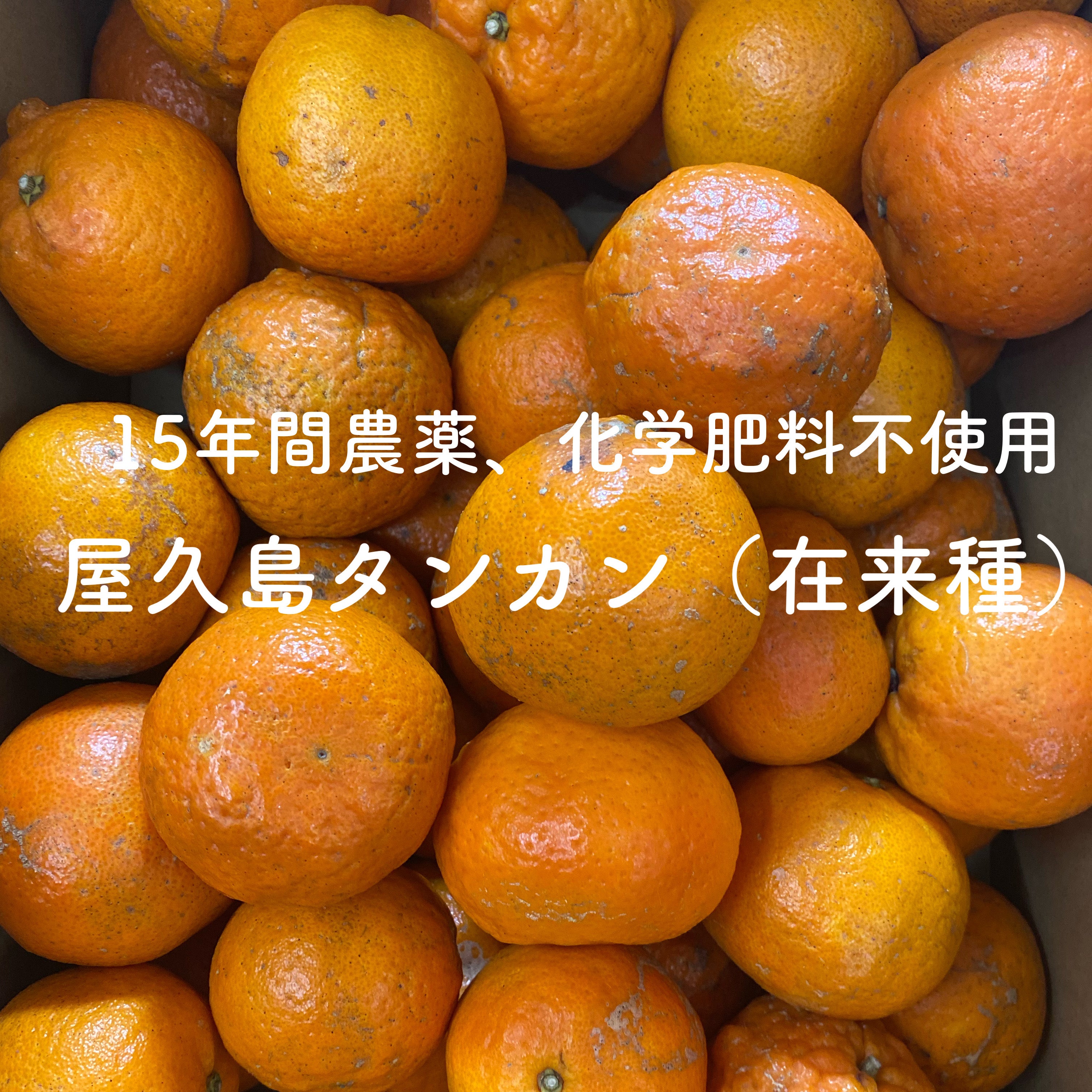 屋久島産 ＪＡＳ有機たんかん約4.6ｋ箱（送料込） 田中農園 2/17日発送