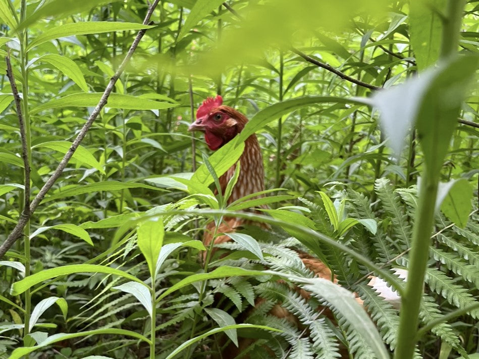 オーガニック放牧卵 お多福たまご~走る鶏の放牧卵~