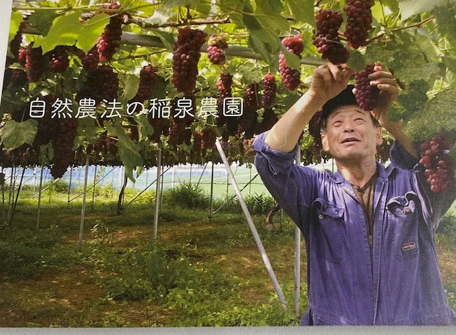 山形産 自然農法 デラウェアぶどう 約1kg 4-5房入り※種あり