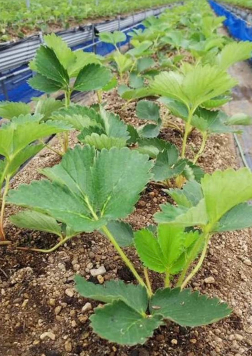 福岡産冷凍あまおういちご(残留農薬ゼロ、化学肥料ゼロ)300g