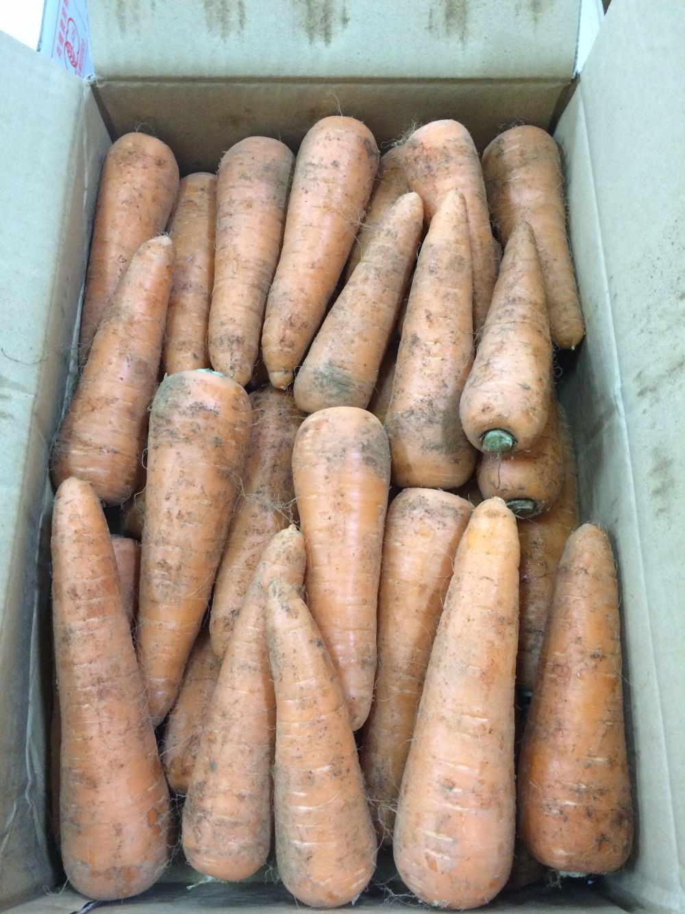 おかげさまの人参 5kg箱 無農薬・無化学肥料(千葉県)おかげさま農場