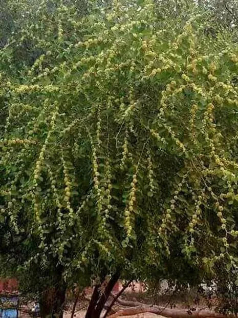 アフガンサフラン なつめはちみつ120g(非加熱)