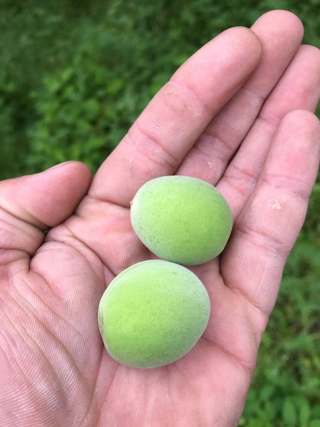 ume)和歌山の青梅(南高梅)無農薬・無化学肥料グリーンジャンクション 約1kg