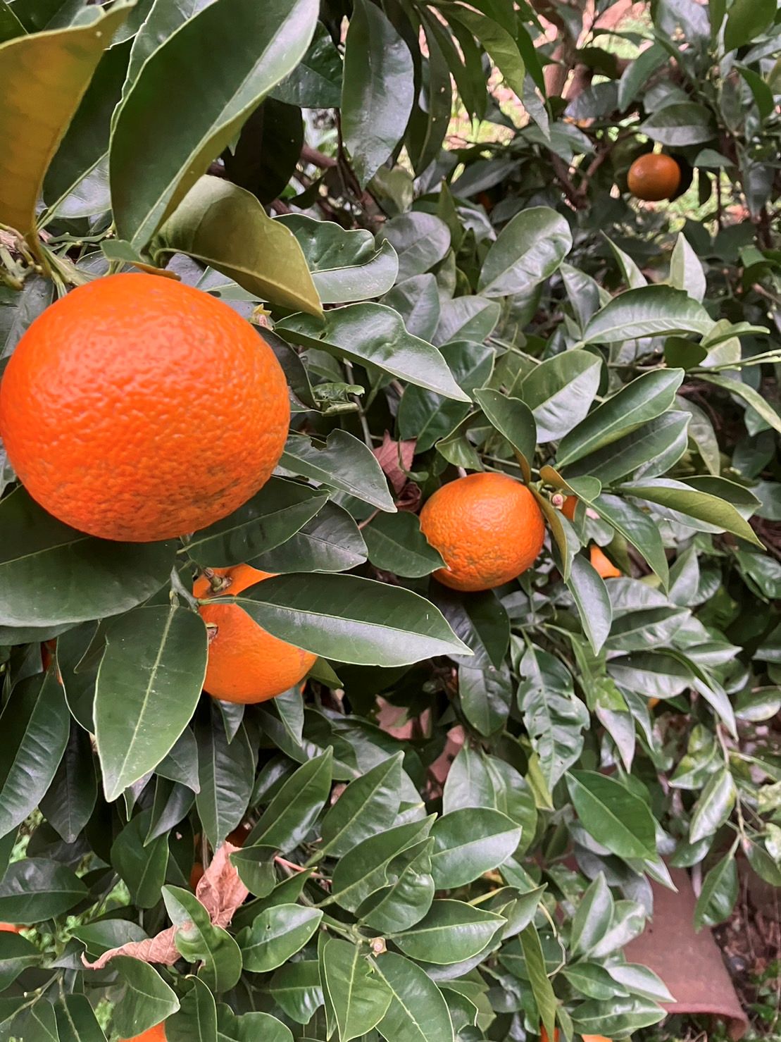 【2026お正月】とびしまの橙~だいだい~ 無農薬・無化学肥料 1玉(広島県)とびしま農園 ※12/28日~30日 お届け限定