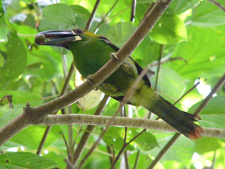 SLOW COFFEE 飲みくらべセット※レギュラーコーヒー中細挽き150g×4種
