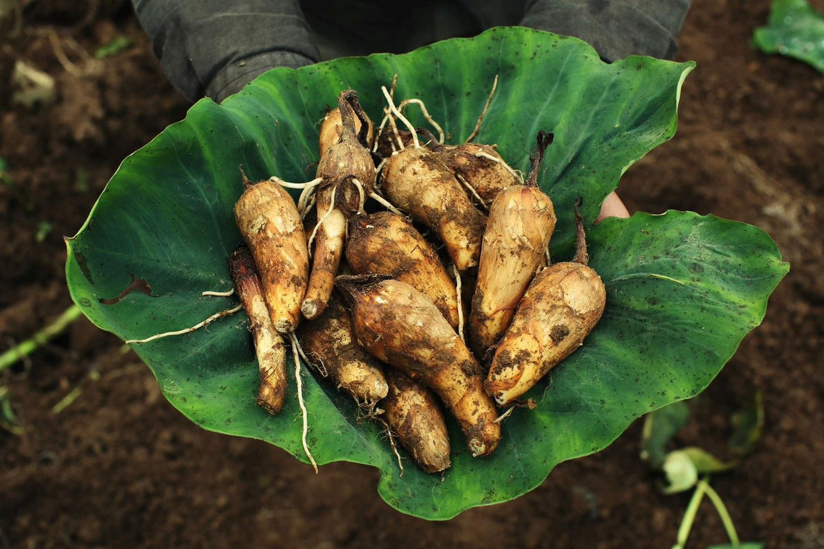 山形の伝統野菜・甚五右ヱ門芋(里芋) 約500g 無農薬・無化学肥料(山形県) 佐藤春樹