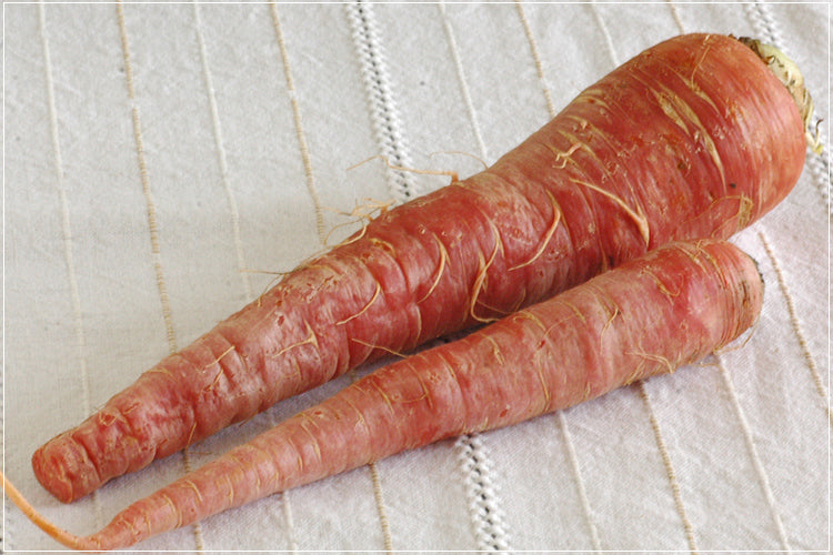 【2026お正月】大原さんの金時人参 500gP 無農薬・無化学肥料(神奈川県)大原農園 ※12/28日~30日 お届け限定