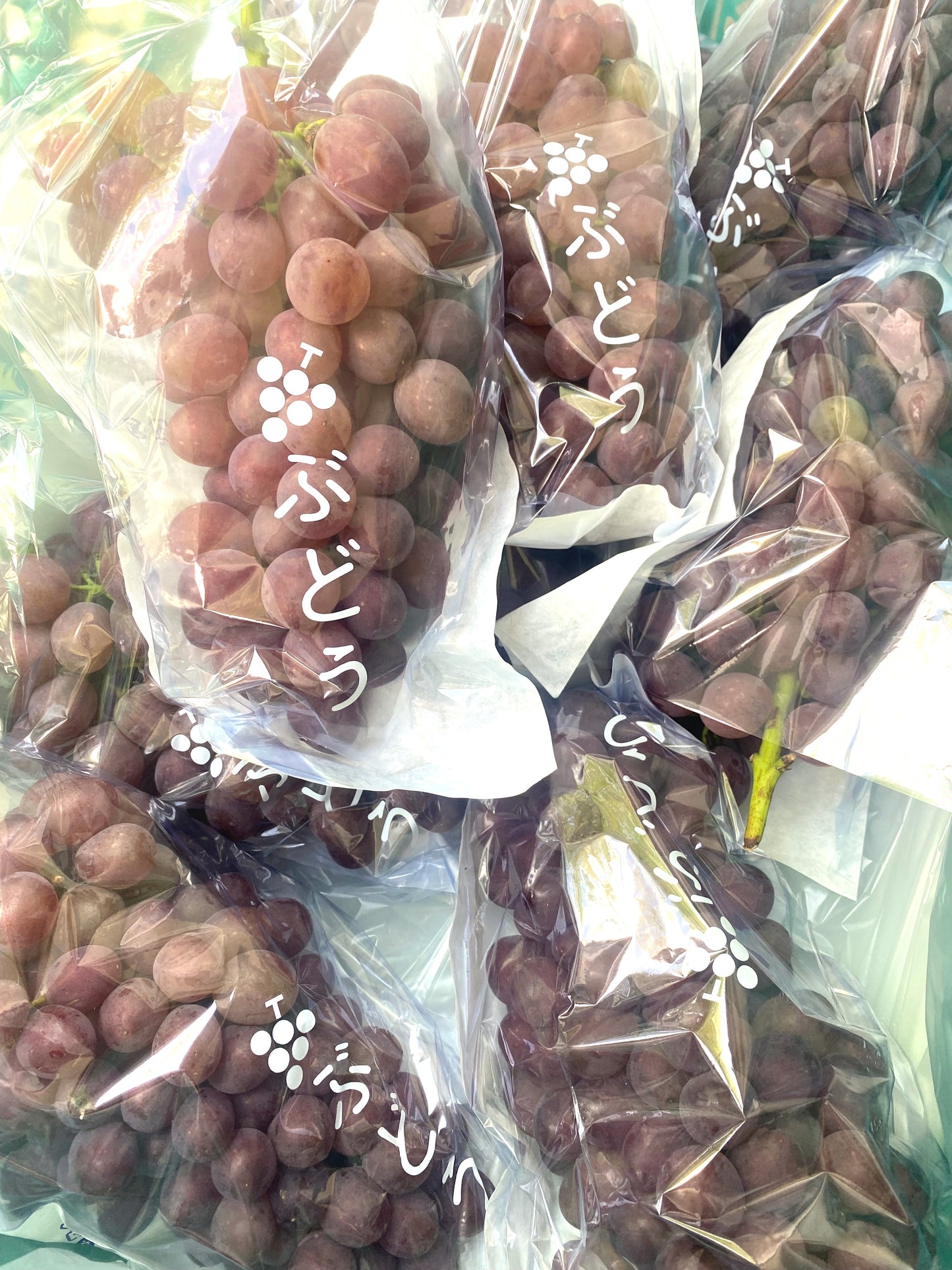 社長川田おすすめ・抗酸化成分を含む農薬ゼロのぶどう(サニールージュ)1房約800g I群馬県産