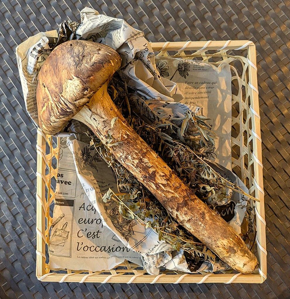 天然!長野県産 松茸 1本 約230g