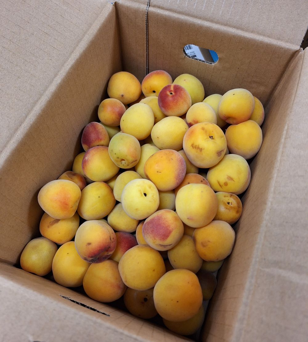 2026ume)和歌山の南高梅(梅干用) 約1kg 無農薬・無化学肥料(和歌山県)グリーンジャンクション