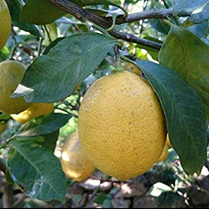 広島とびしま農園のレモン約1kg  農薬０．化学肥料０