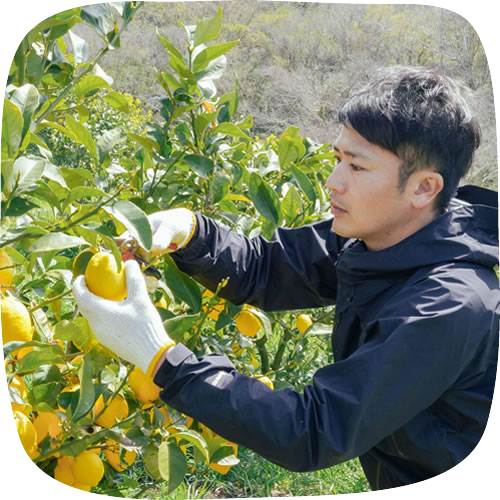 広島県瀬戸田 井上農園 有機栽培レモン 約1kg