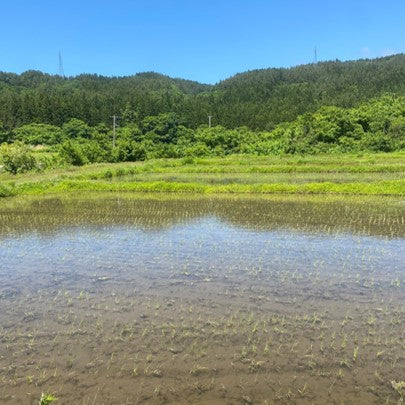 令和６年新米★　シモタ農芸さんのコシヒカリ玄米4.6kg（農薬・化学肥料ゼロ、動物性肥料ゼロ）