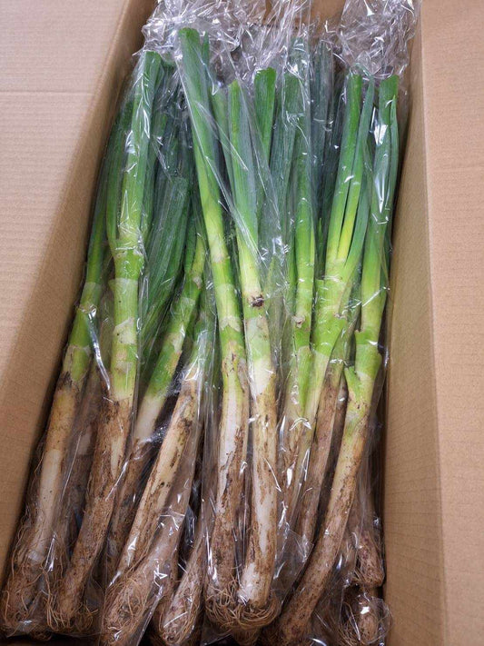 タテノファームの長ねぎ 300gP　　農薬､化学肥料ゼロ （山梨県）タテノファーム