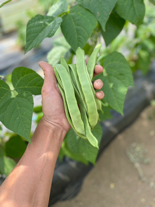 自然栽培の平さやいんげん 100g 有機認証・許容農薬ゼロ（熊本県）なないろ農園