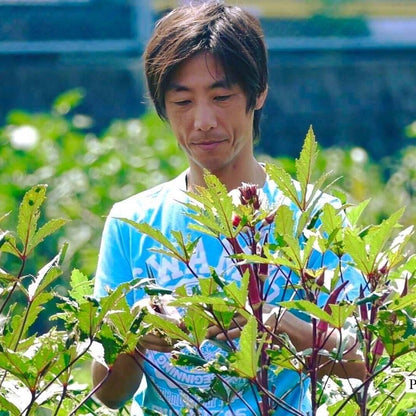 自然栽培の平さやいんげん 100g 有機認証・許容農薬ゼロ（熊本県）なないろ農園