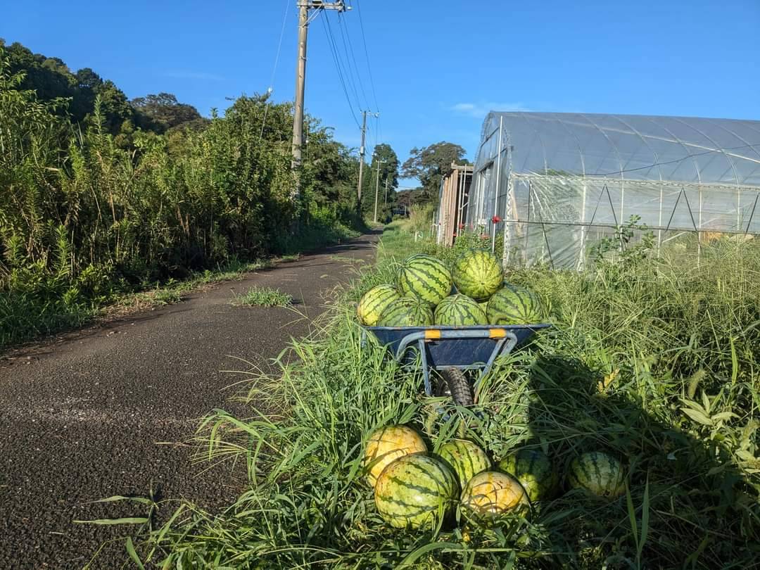 千葉県産　自然栽培　４億年すいか　１玉3.7～4.2キロ前後（農薬、肥料ゼロ）