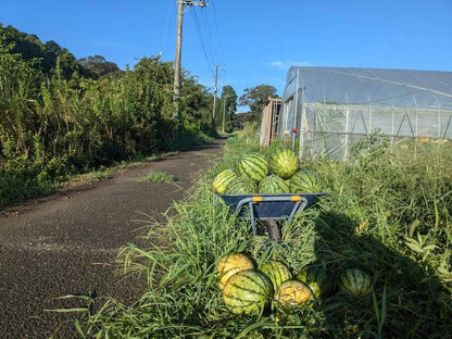 千葉県産　自然栽培　４億年すいか　１玉3.7～4.2キロ前後（農薬、肥料ゼロ）