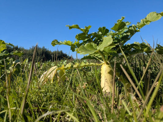 【四億年シリーズ】四億年大根　千葉県我孫子市産  農業技術研究所歩屋