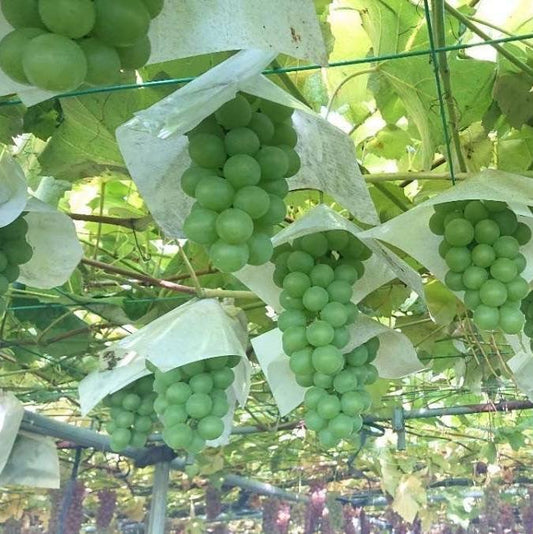 山形産 自然農法シャインマスカット2〜4房(約1ｋ) ※種あり