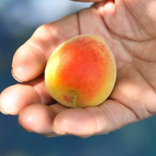 ume）【限定】無農薬・自然栽培の南高梅 木なり完熟で収穫した梅 1kg「てらがき農園」限定２０ｋ