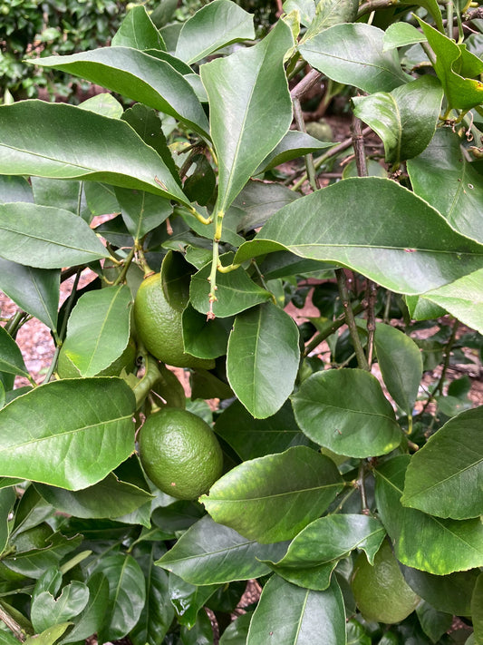 とびしまのレモン  無農薬・無化学肥料　約500g（広島県）とびしま農園 　