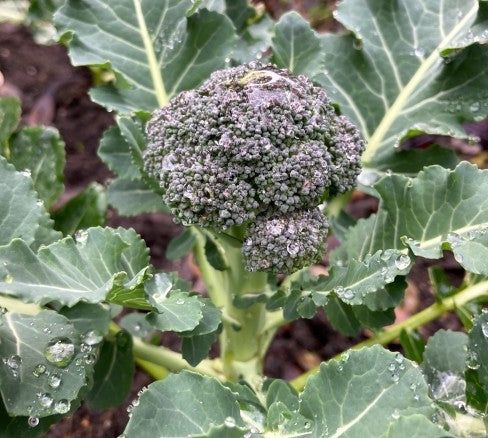 雲仙の有機ブロッコリー 1個P 有機認証 有機許容農薬不使用（長崎県）うんぜん農園