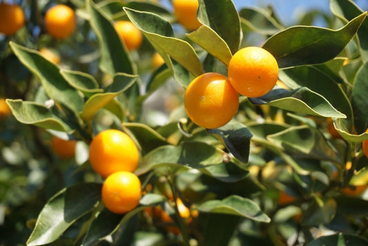 【旬の果物】　紀州の木成り完熟きんかん約200g 無農薬・無化学肥料（和歌山県）グリーンジャンクション