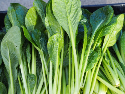 有機の小松菜（１袋）茨城県もしくは千葉県産