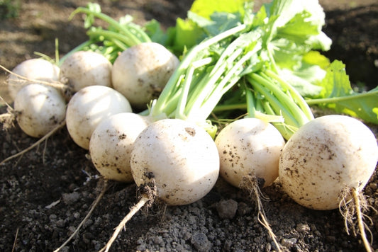 タテノファームの有機小かぶ1P(4〜7玉) 有機認証・許容農薬ゼロ（山梨県）タテノファーム