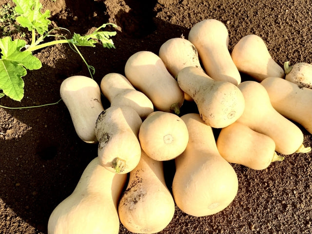 八ヶ岳の有機バターナッツかぼちゃ （大サイズ1個） 有機認証・許容農薬ゼロ（山梨県）農栄社　許容農薬ゼロ