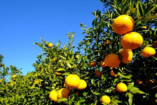 【旬の果物】　紀州のはっさく　無農薬・無化学肥料　2玉（約500g）　グリーンジャンクション