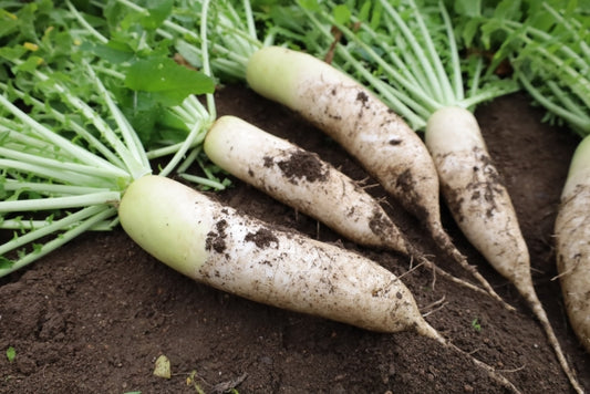 北海道の大根（葉切・土付） バラ1本　農薬・化学肥料ゼロ （北海道）