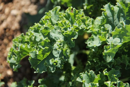 八ヶ岳の有機カリーノケール 100gP 有機認証・許容農薬ゼロ （山梨県）農栄社